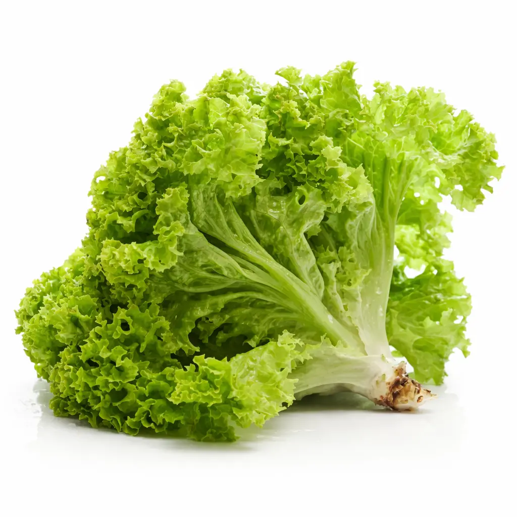 Lechuga Crespa